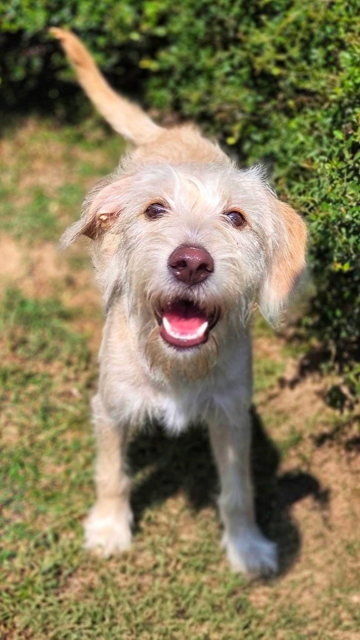 Rebecca, Adoptable, Young Female Poodle.