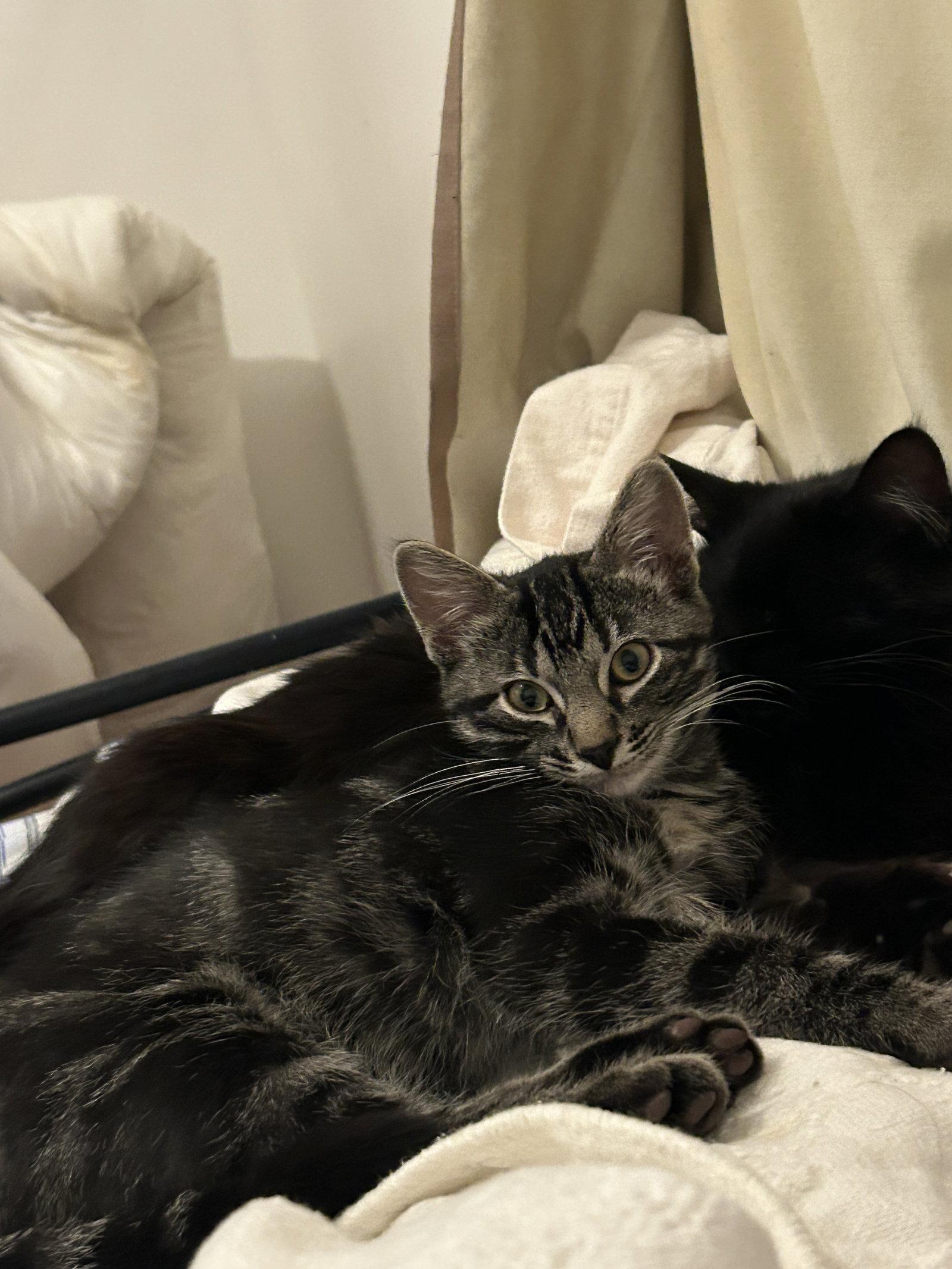 Lorenzo, Adoptable, Kitten Male Domestic Short Hair.