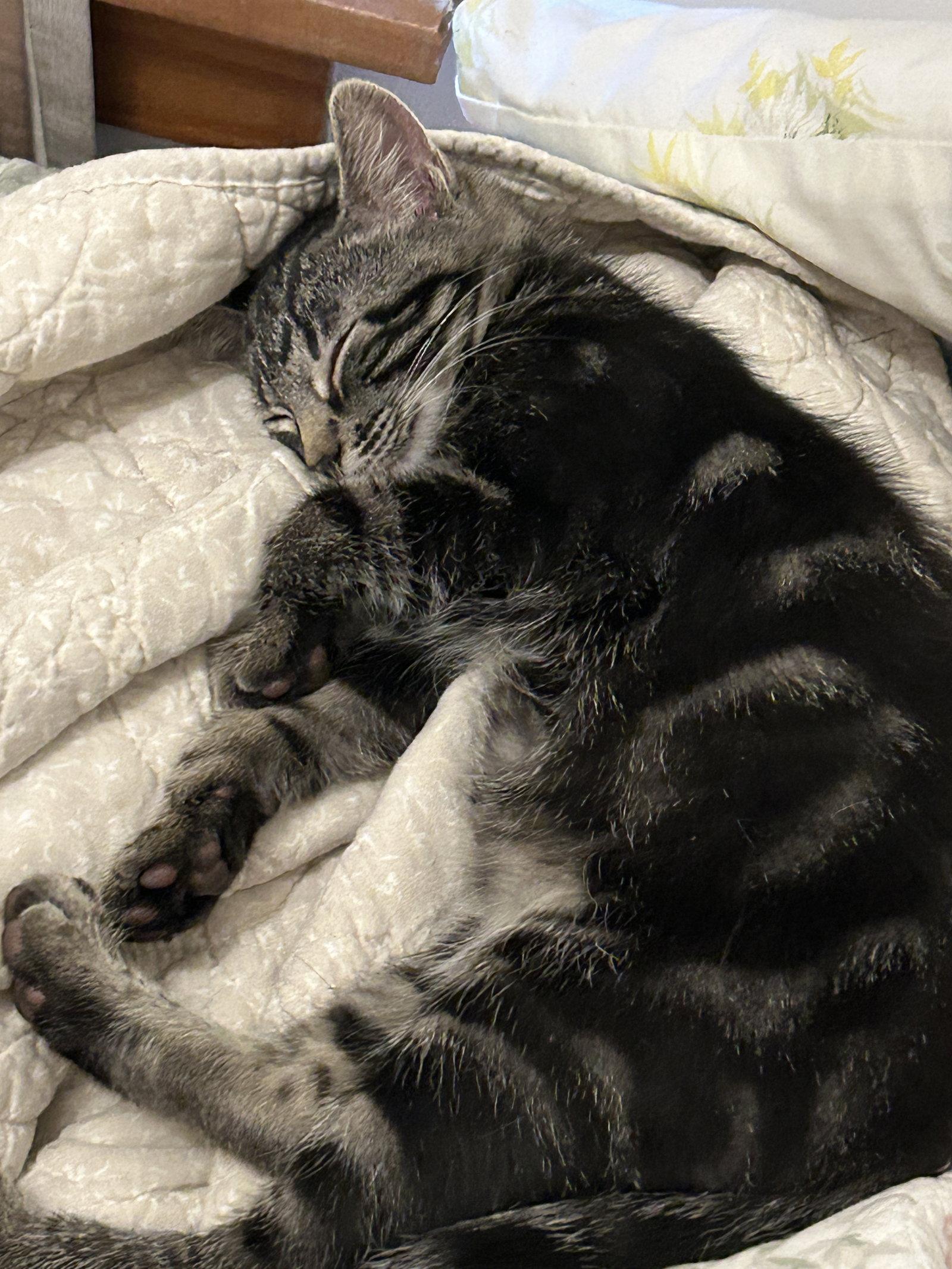 Lorenzo, a Adoptable Domestic Short Hair in Council Bluffs, IA image 2/2