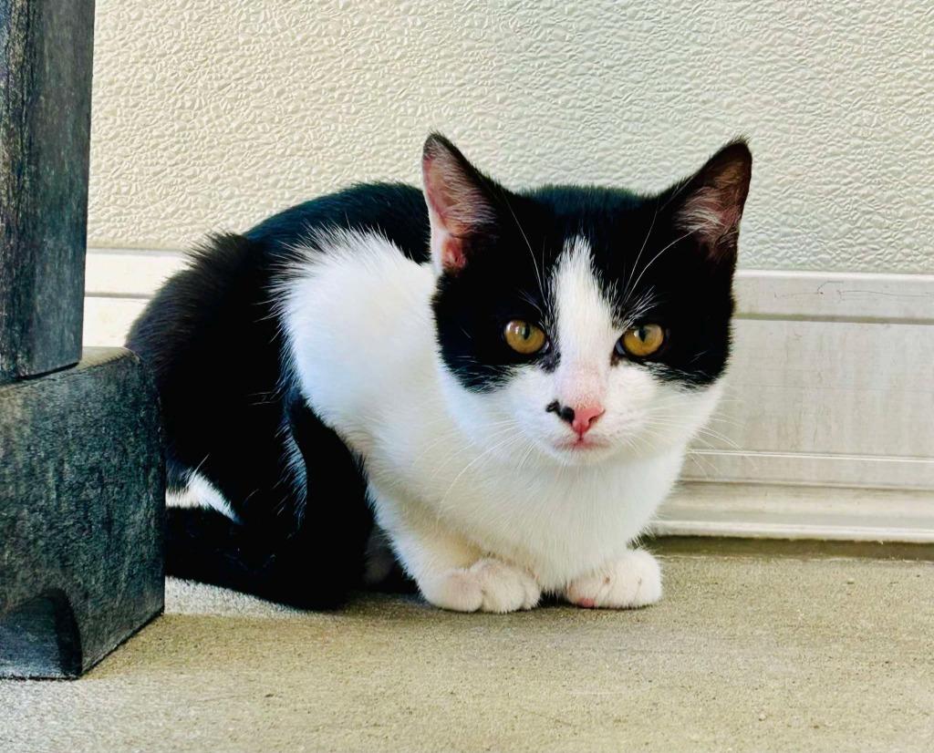 Indian Gooseberry thumbnail 2