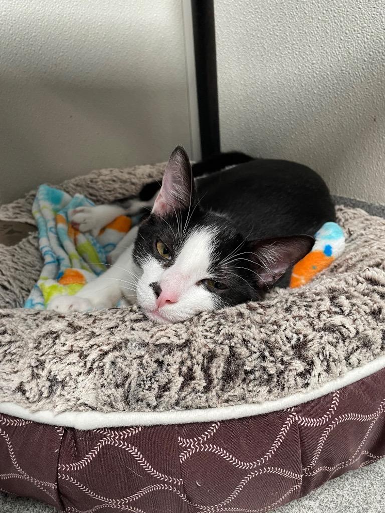 Indian Gooseberry thumbnail 3