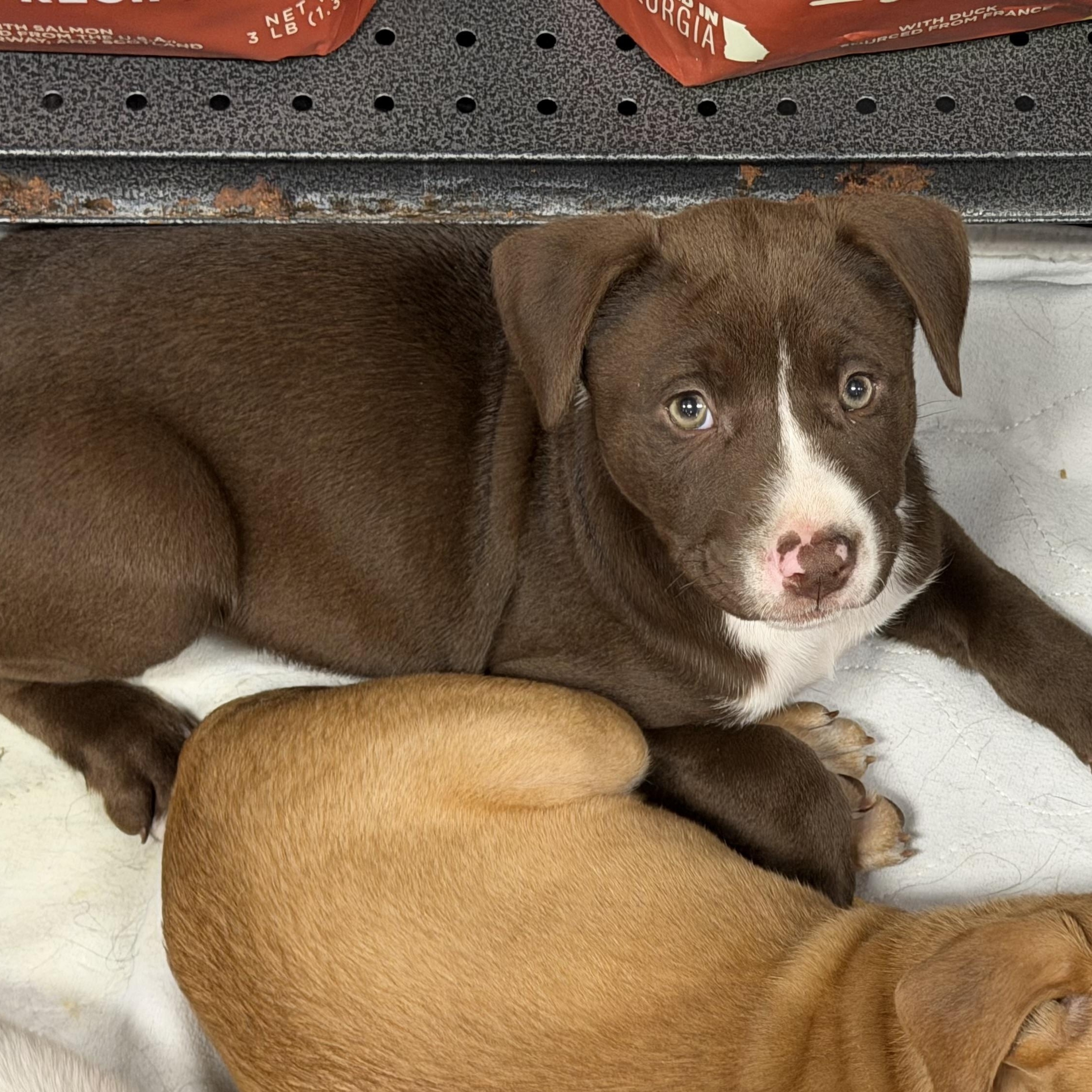 Enlarge Sarah, a Adoptable Mixed Breed in Kittery, ME image 1/2