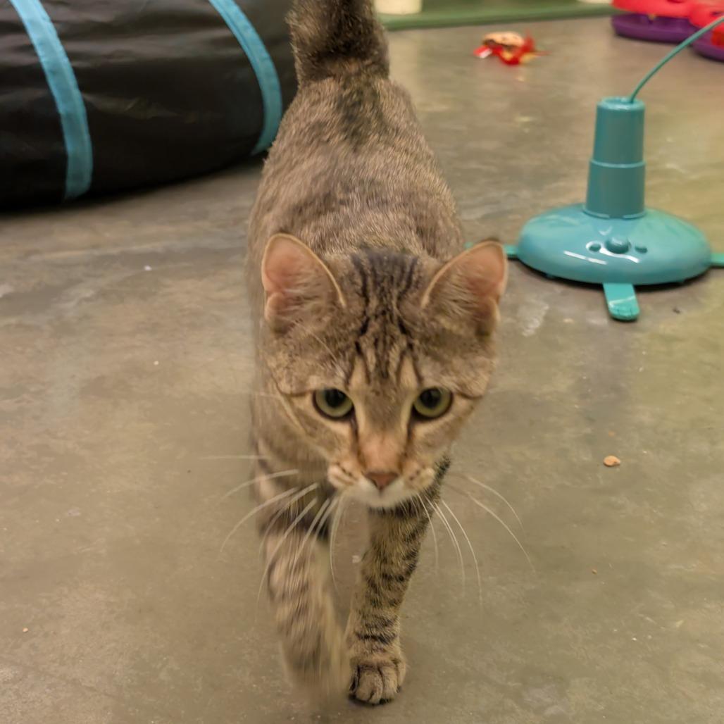 Baby, Adoptable, Young Female Domestic Short Hair.