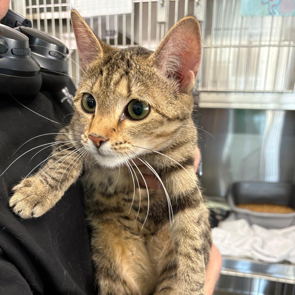Enlarge Baby, a Adoptable Domestic Short Hair in Manhattan, KS image 2/2
