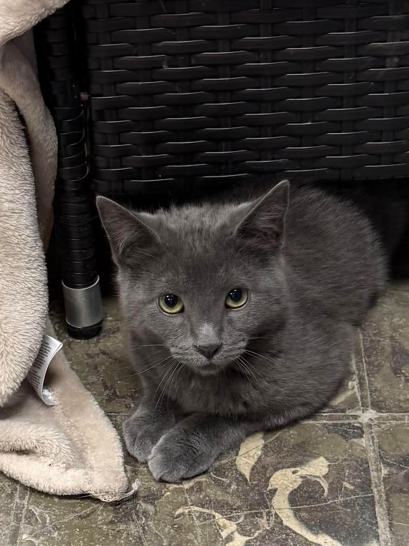 Enlarge Cadbury , an adopted Domestic Short Hair in Hamburg, NY image 1/1