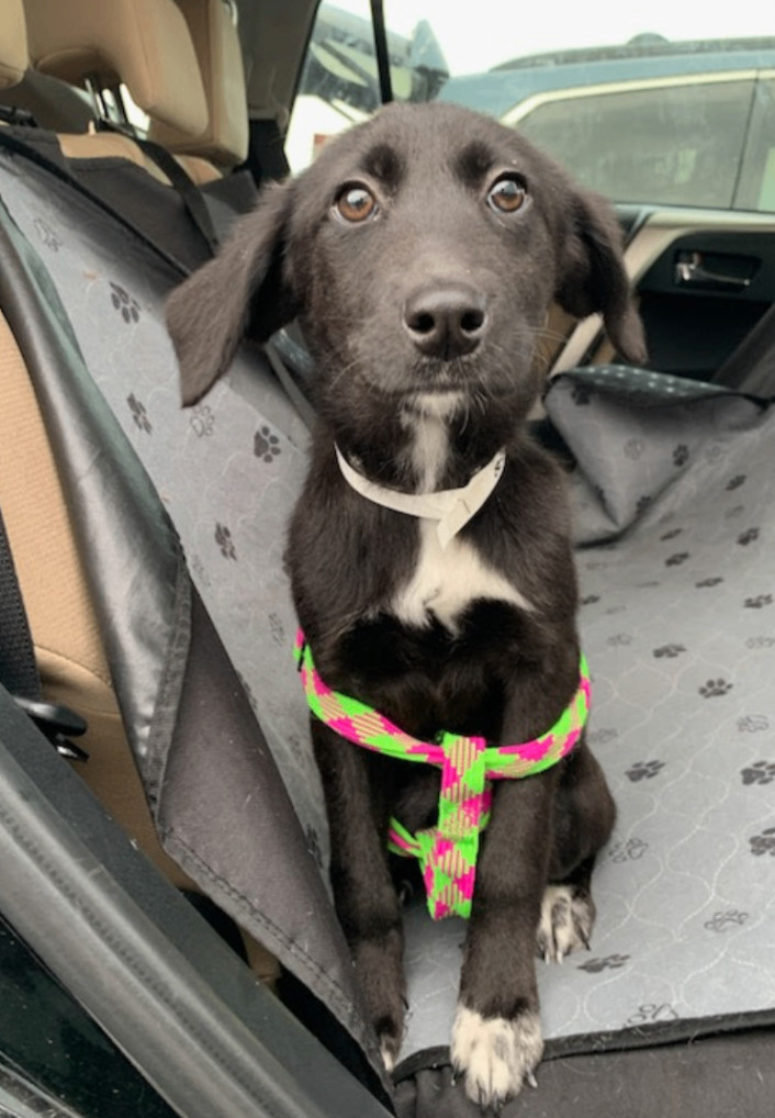 Pandora, Adopted, Puppy Female Labrador Retriever & Mixed Breed.