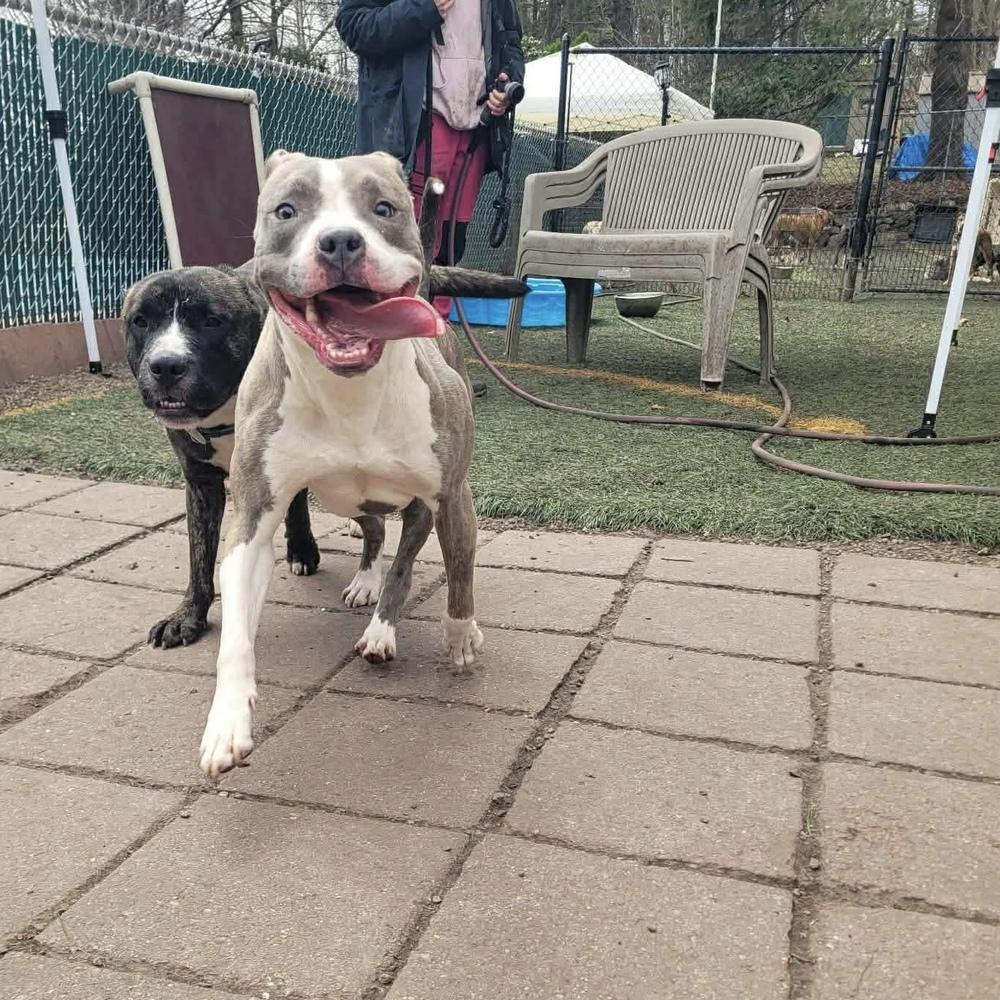 Vienna, Adoptable, Adult Female Pit Bull Terrier.