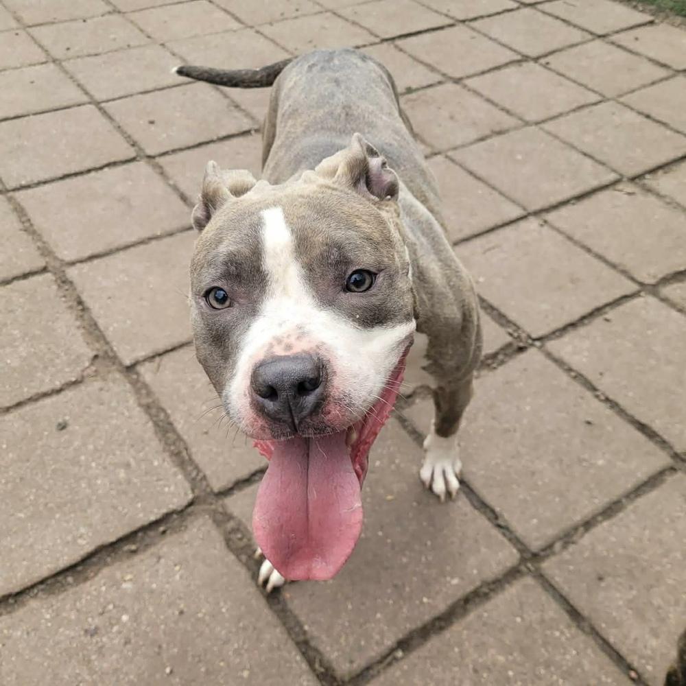 Vienna, a Adoptable mixed breed in Groveland, MA image 2/2