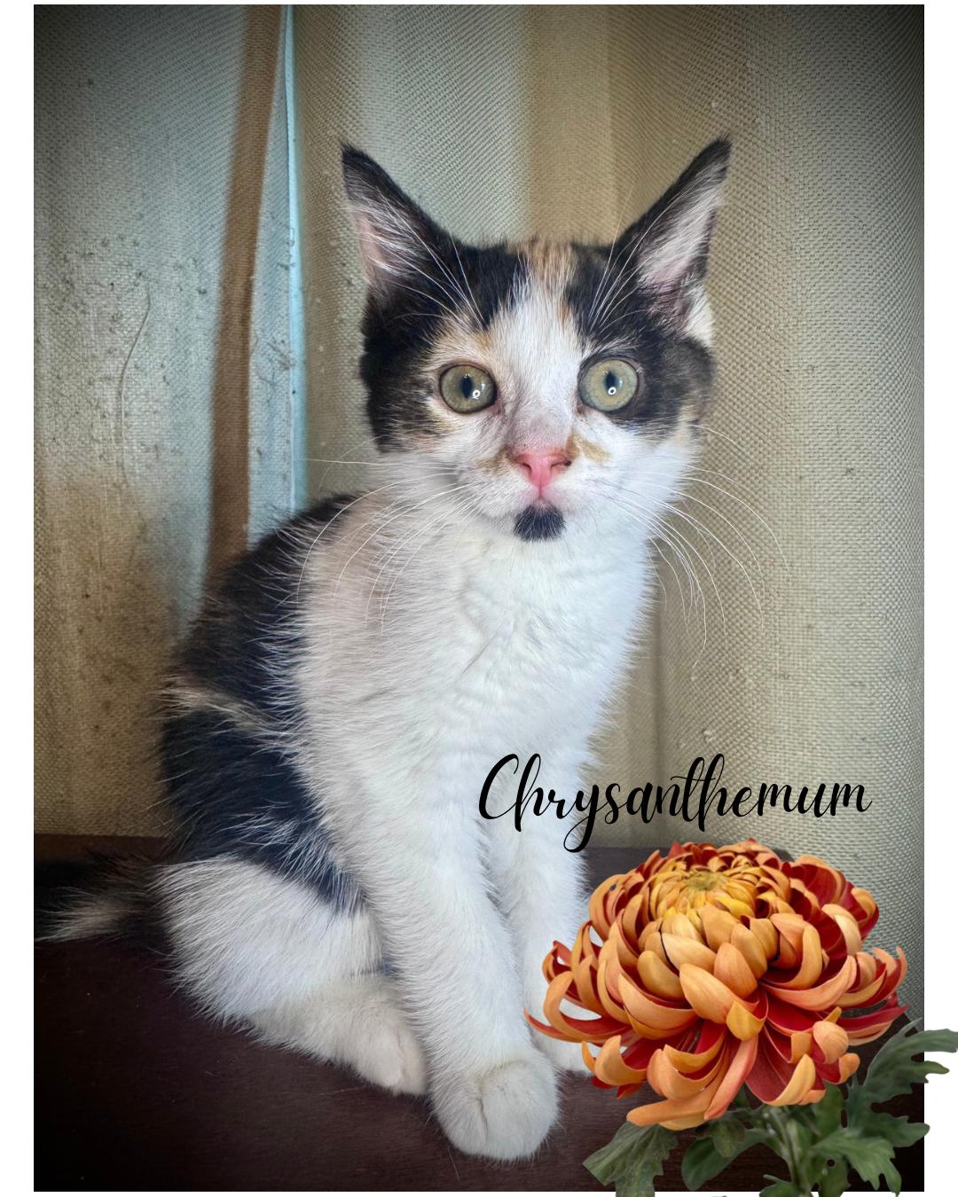 Enlarge Chrysanthemum, a Adopted Domestic Short Hair in Avoca, PA image 1/3