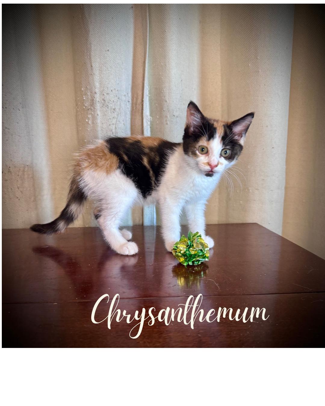 Enlarge Chrysanthemum, a Adopted Domestic Short Hair in Avoca, PA image 2/3