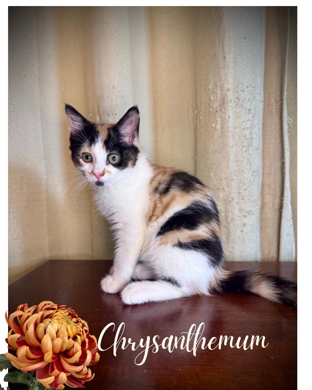 Enlarge Chrysanthemum, a Adopted Domestic Short Hair in Avoca, PA image 3/3