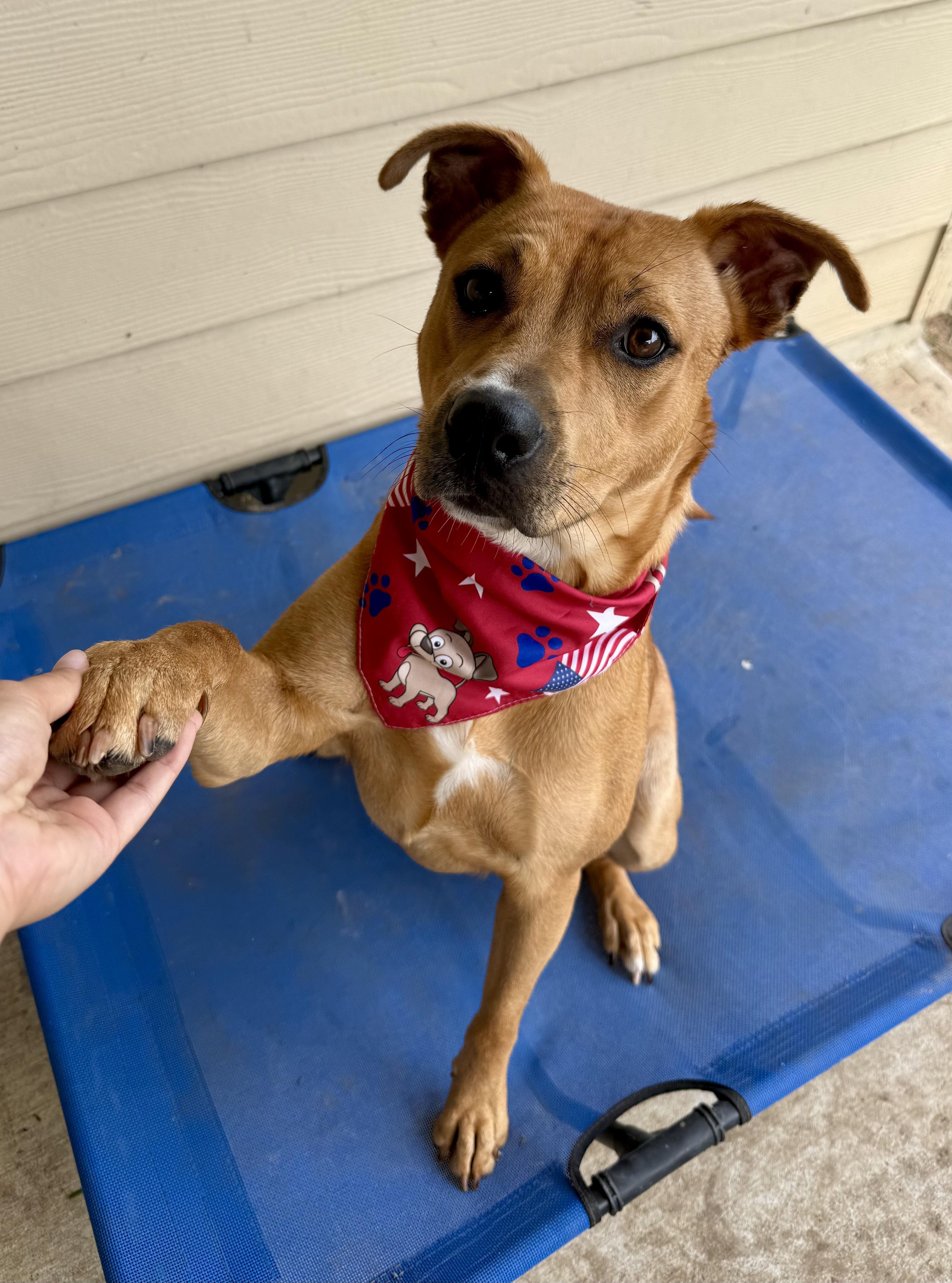 Enlarge Shelly, a Adoptable mixed breed in Hartford , CT image 2/6