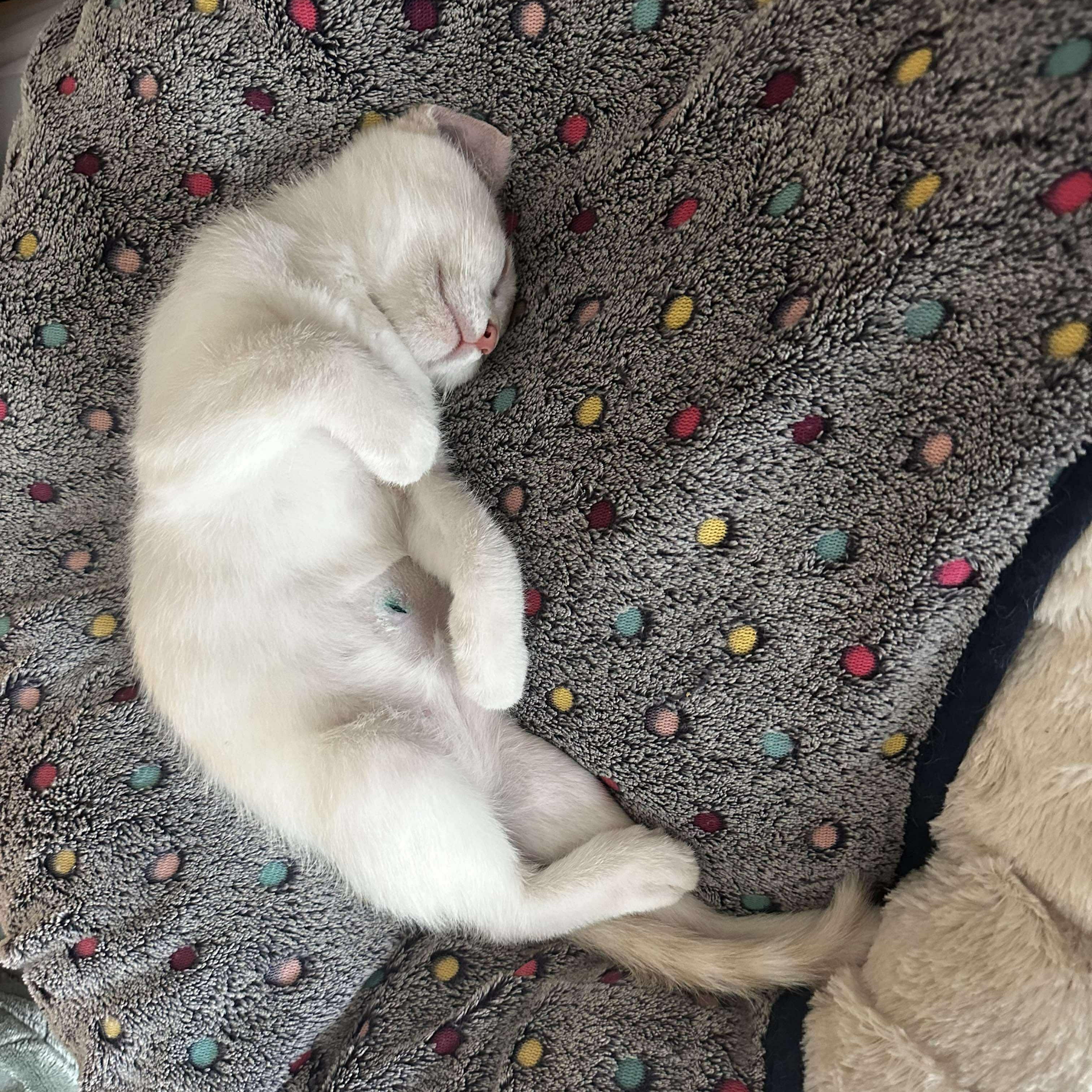 Charlie