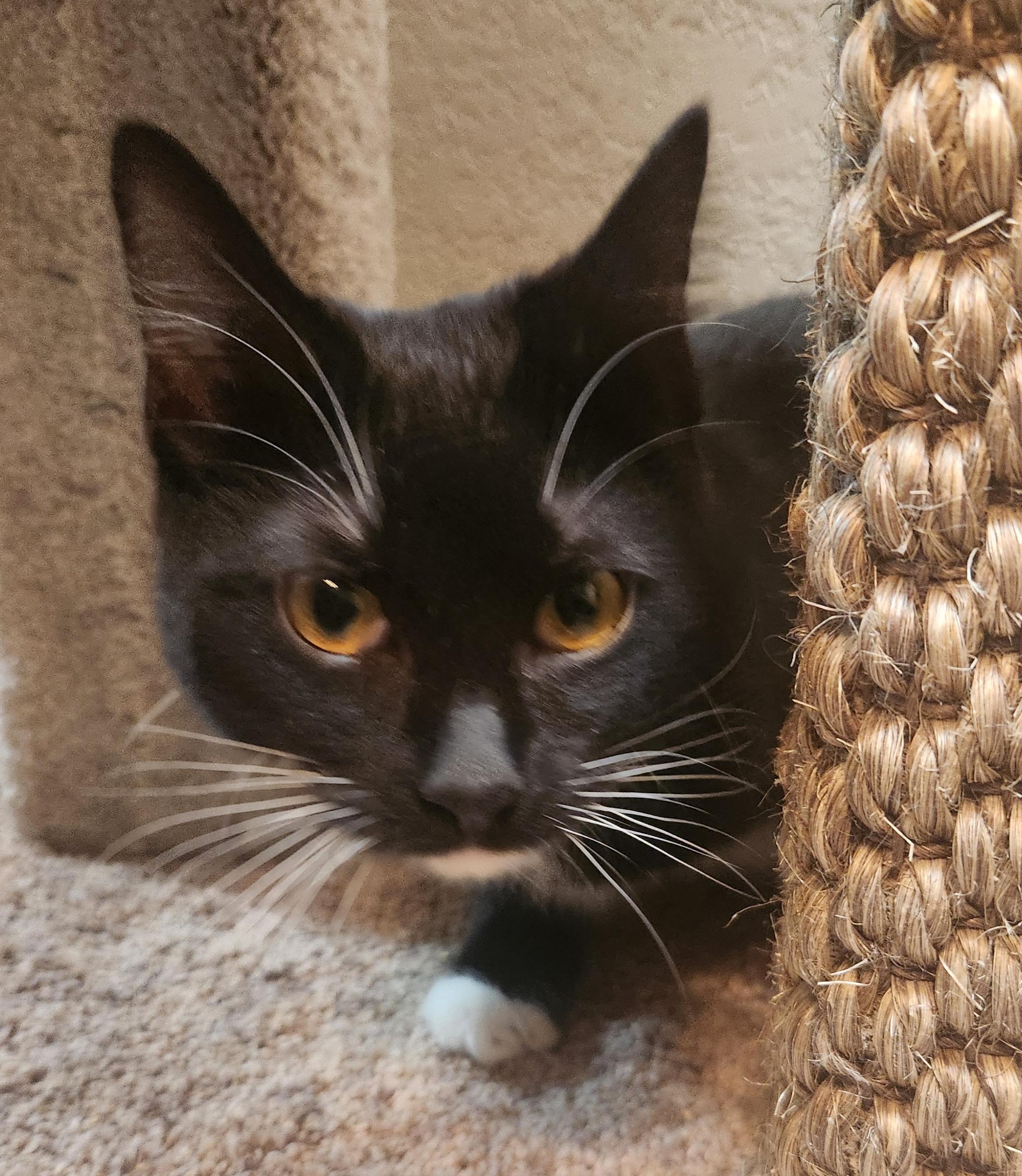 Lady, a Adoptable Domestic Short Hair in Oklahoma City, OK image 1/5