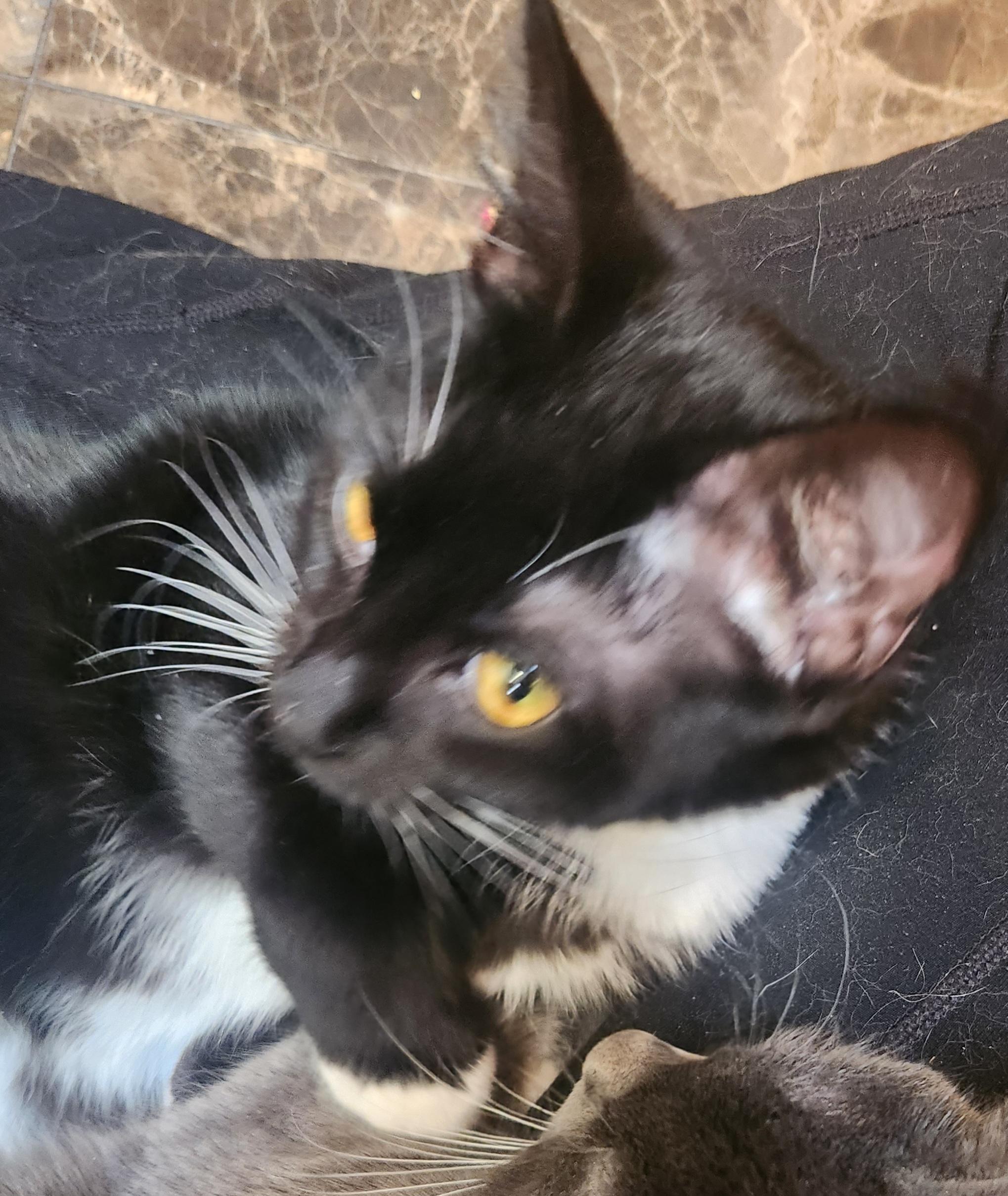 Lady, a Adoptable Domestic Short Hair in Oklahoma City, OK image 2/5