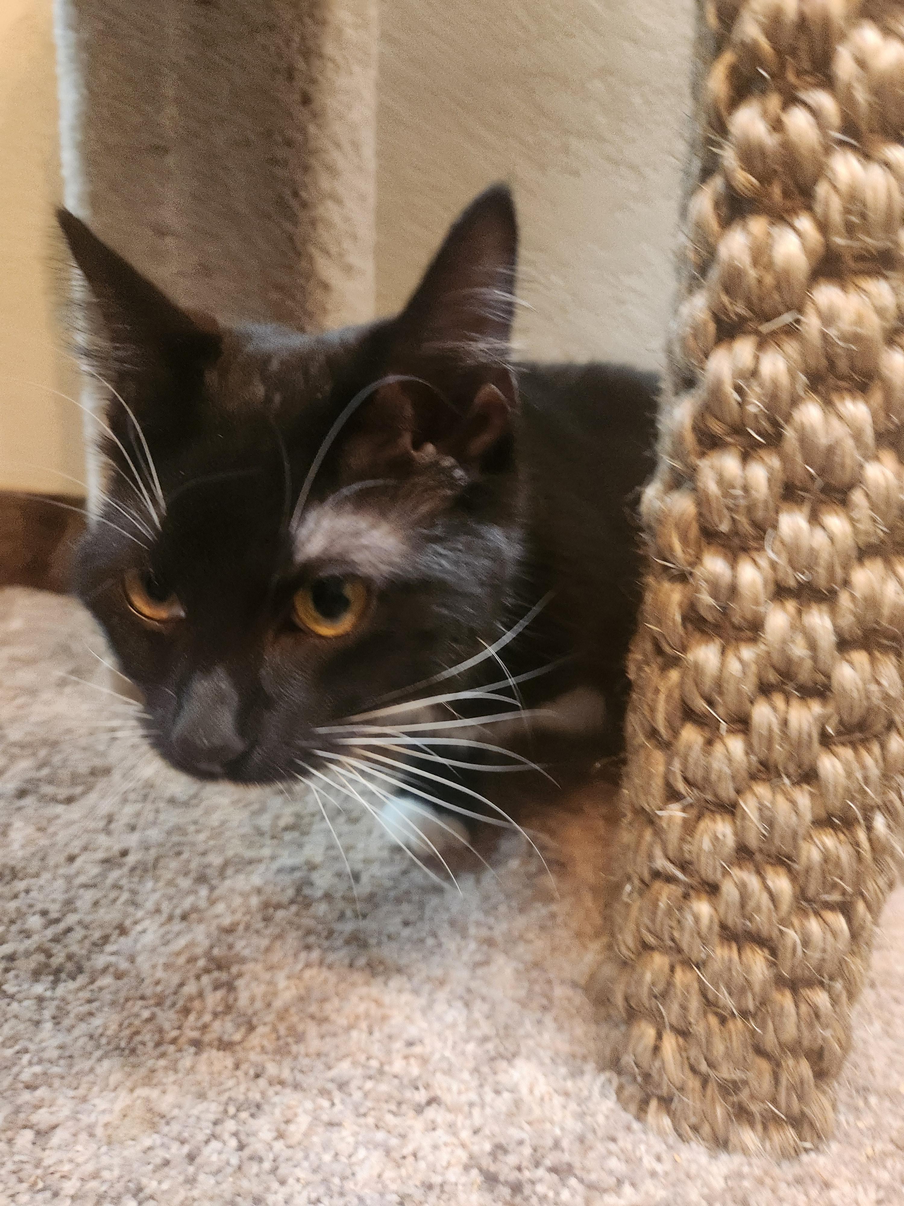 Lady, a Adoptable Domestic Short Hair in Oklahoma City, OK image 3/5