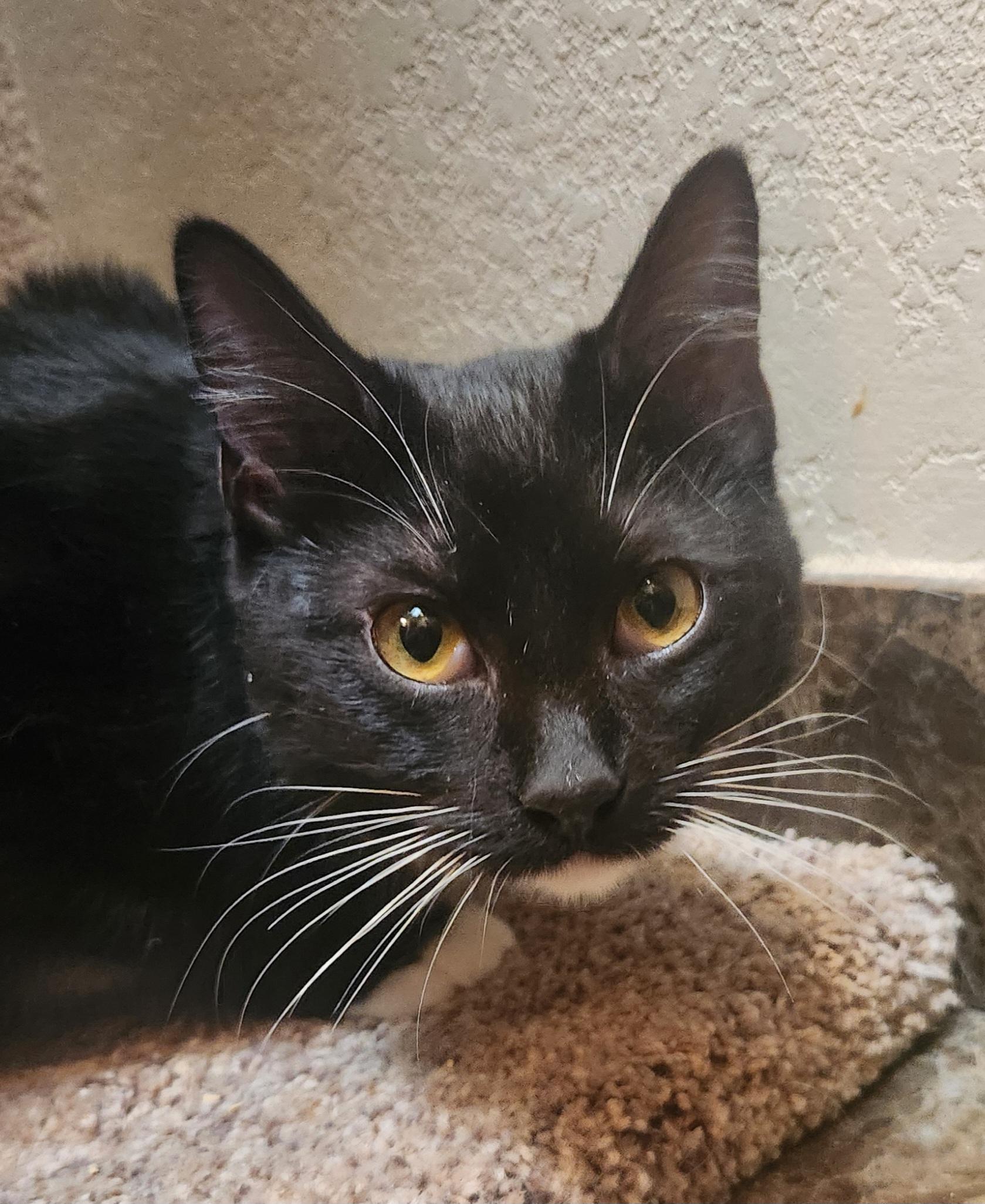 Lady, a Adoptable Domestic Short Hair in Oklahoma City, OK image 4/5