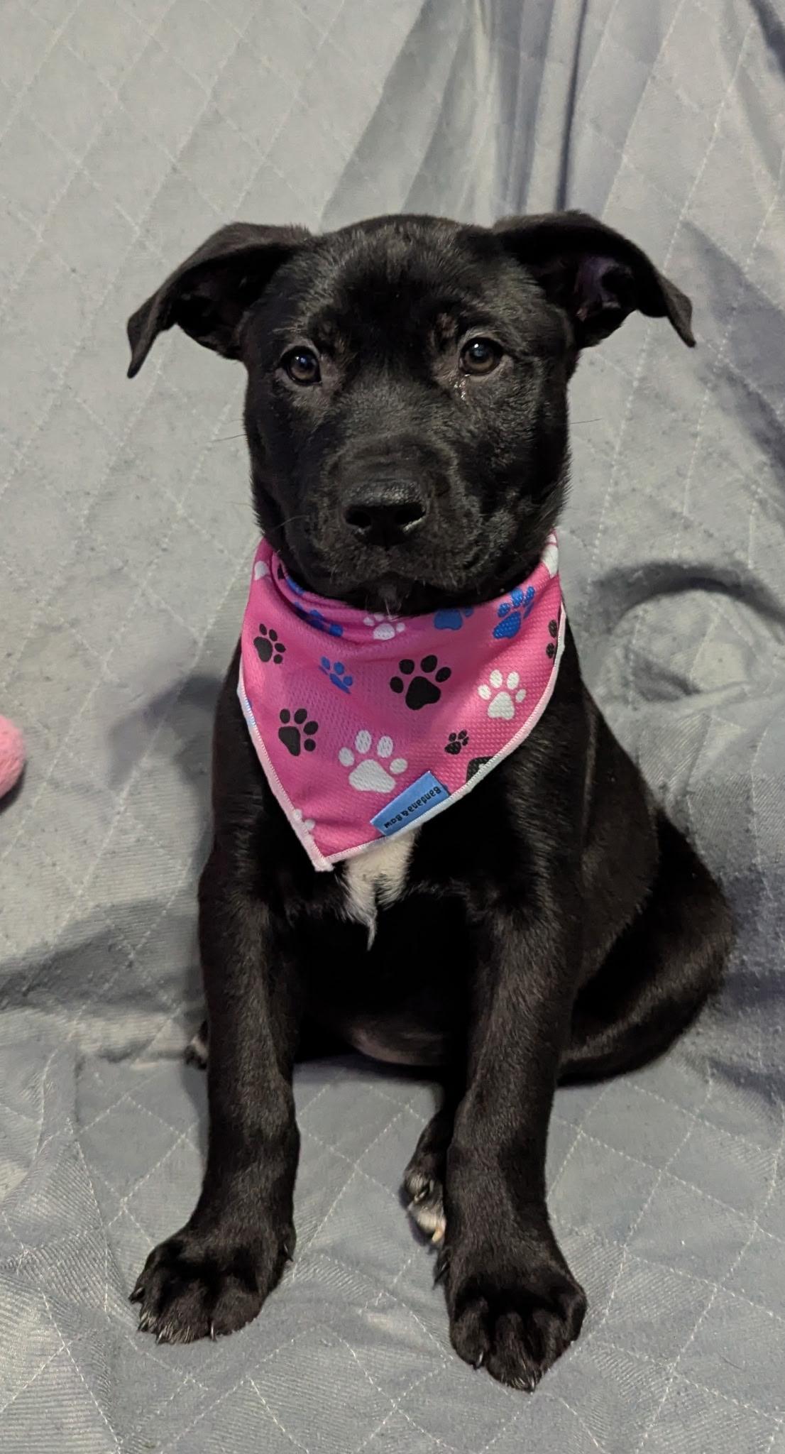 Alexandra, Adoptable, Puppy Female Labrador Retriever.