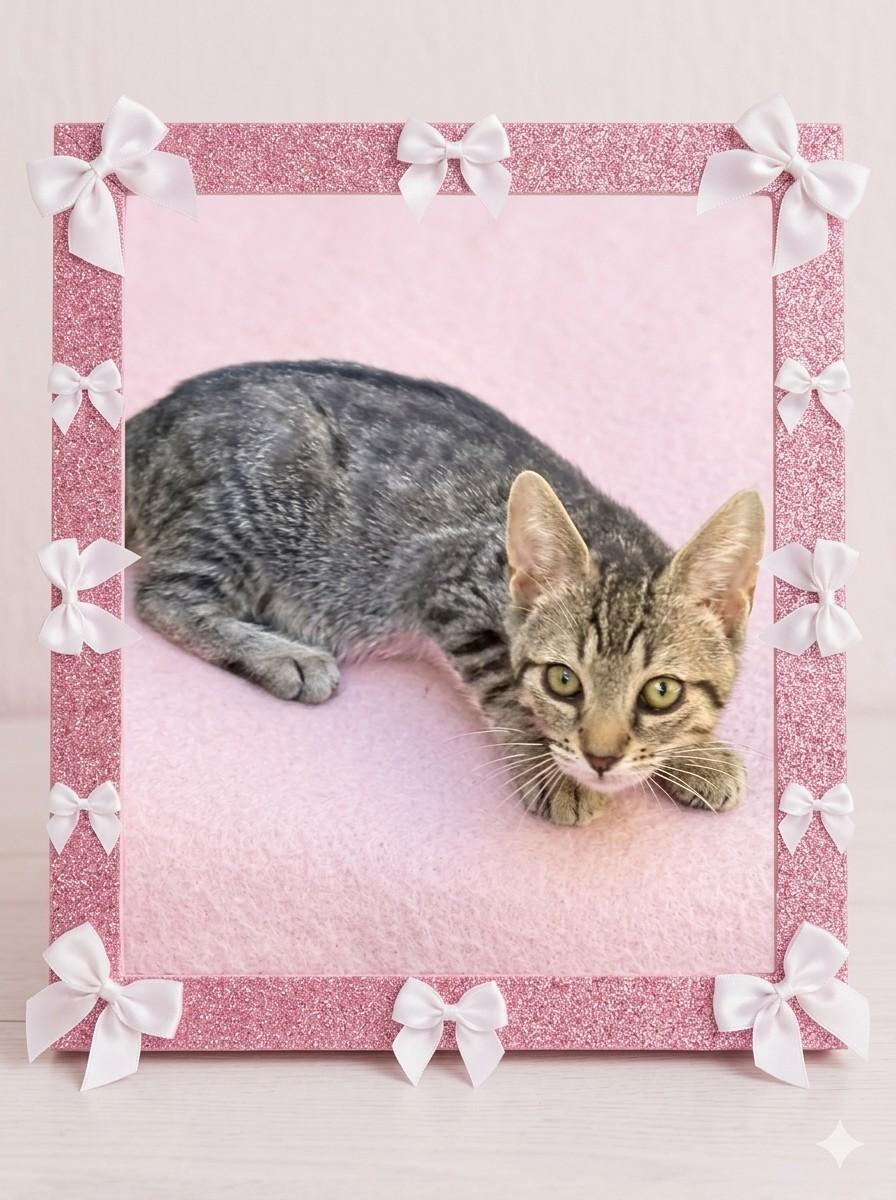 Cindy, Adoptable, Kitten Female Domestic Short Hair.