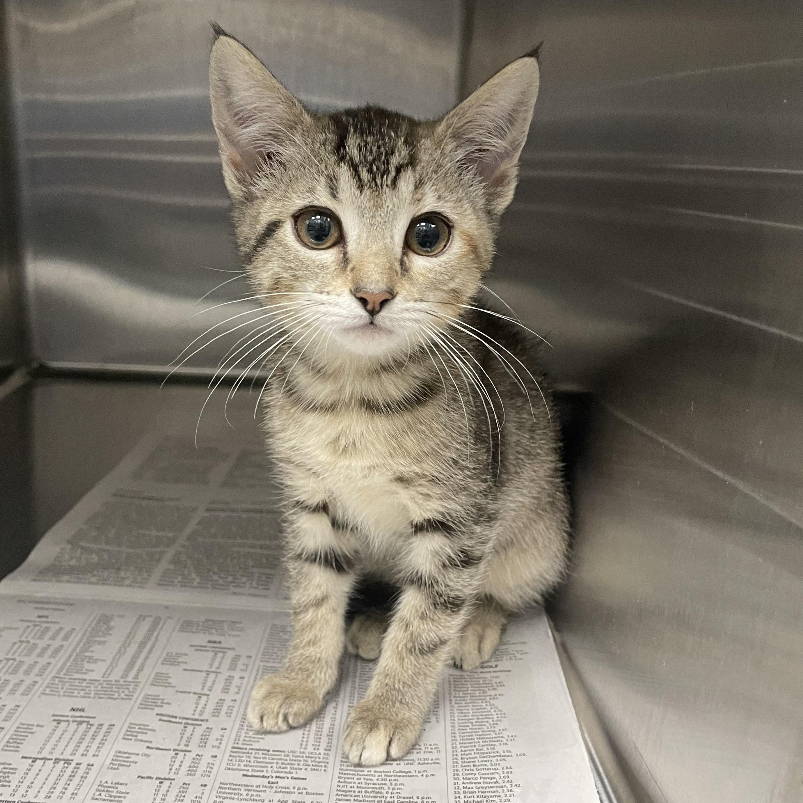 Enlarge Mop, an adopted Domestic Short Hair in Greenback, TN image 1/1