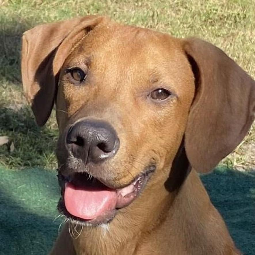 Emmet, a Adoptable Redbone Coonhound in Bailey, NC image 2/4