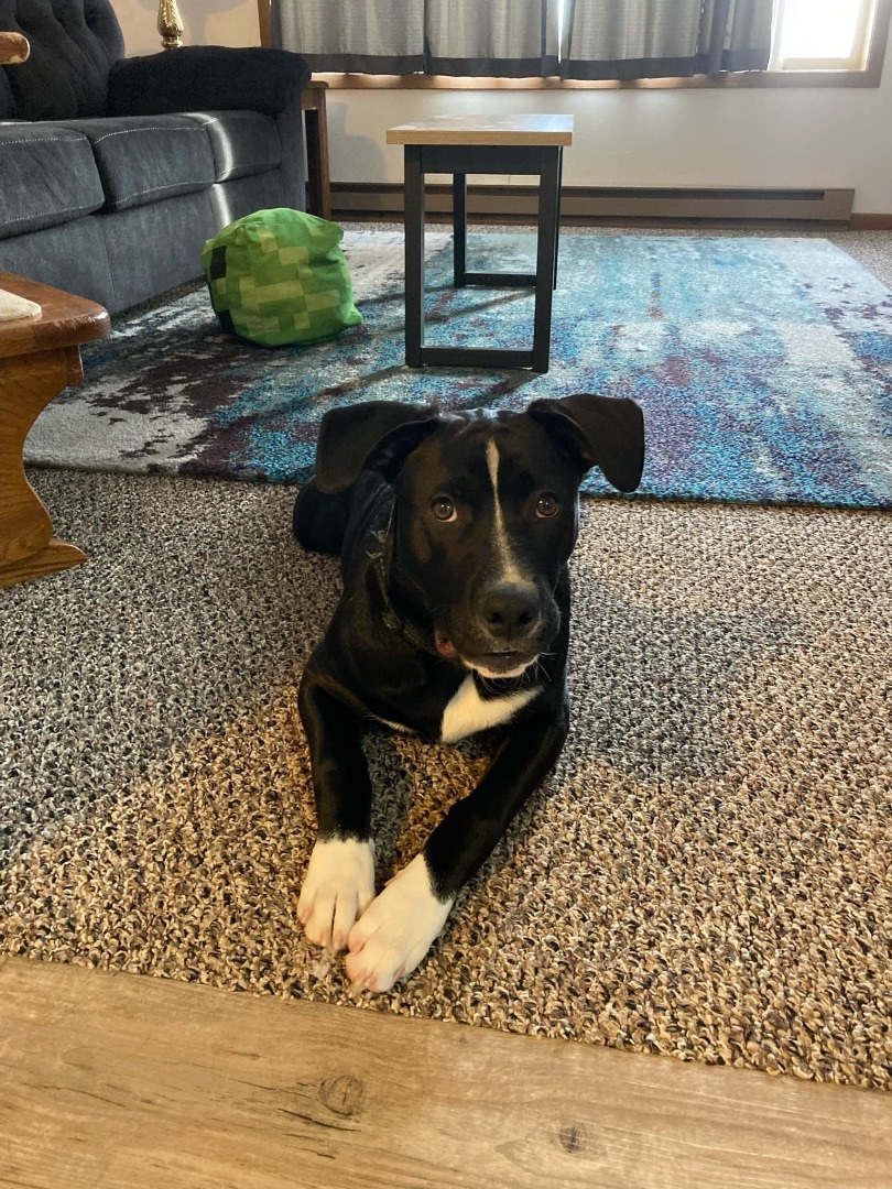 Enlarge Kirby- Special fee!, a Adoptable mixed breed image 2/4