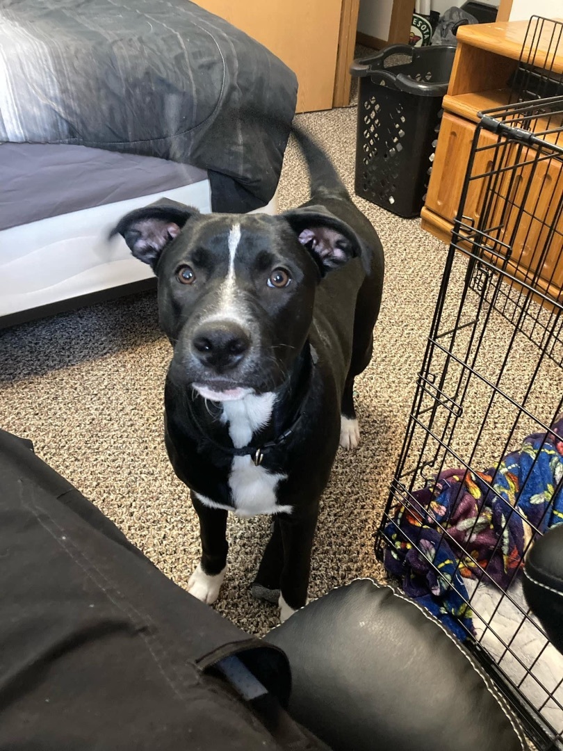 Enlarge Kirby- Special fee!, a Adoptable mixed breed image 3/4