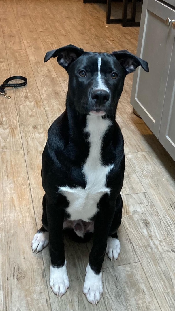 Kirby- Special fee!, Adoptable, Young Male American Bulldog & Black Labrador Retriever.