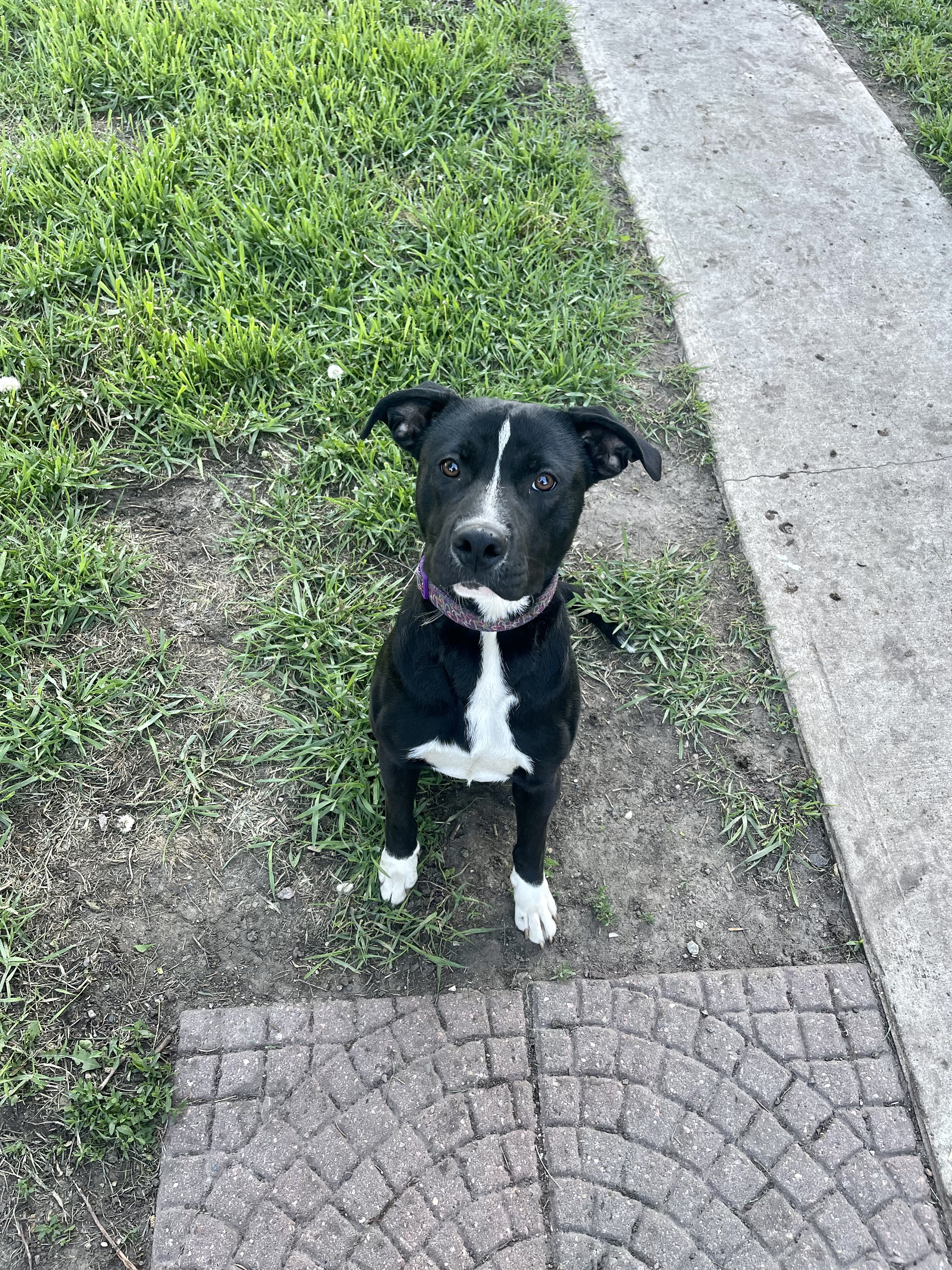 Enlarge Kirby- Special fee!, a Adoptable mixed breed image 4/4