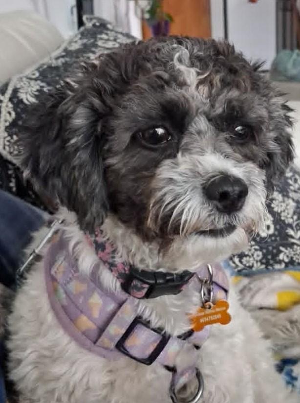 Enlarge Hanzel, a Adoptable mixed breed in Calgary, AB image 1/3
