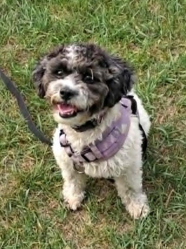 Enlarge Hanzel, a Adoptable mixed breed in Calgary, AB image 3/3