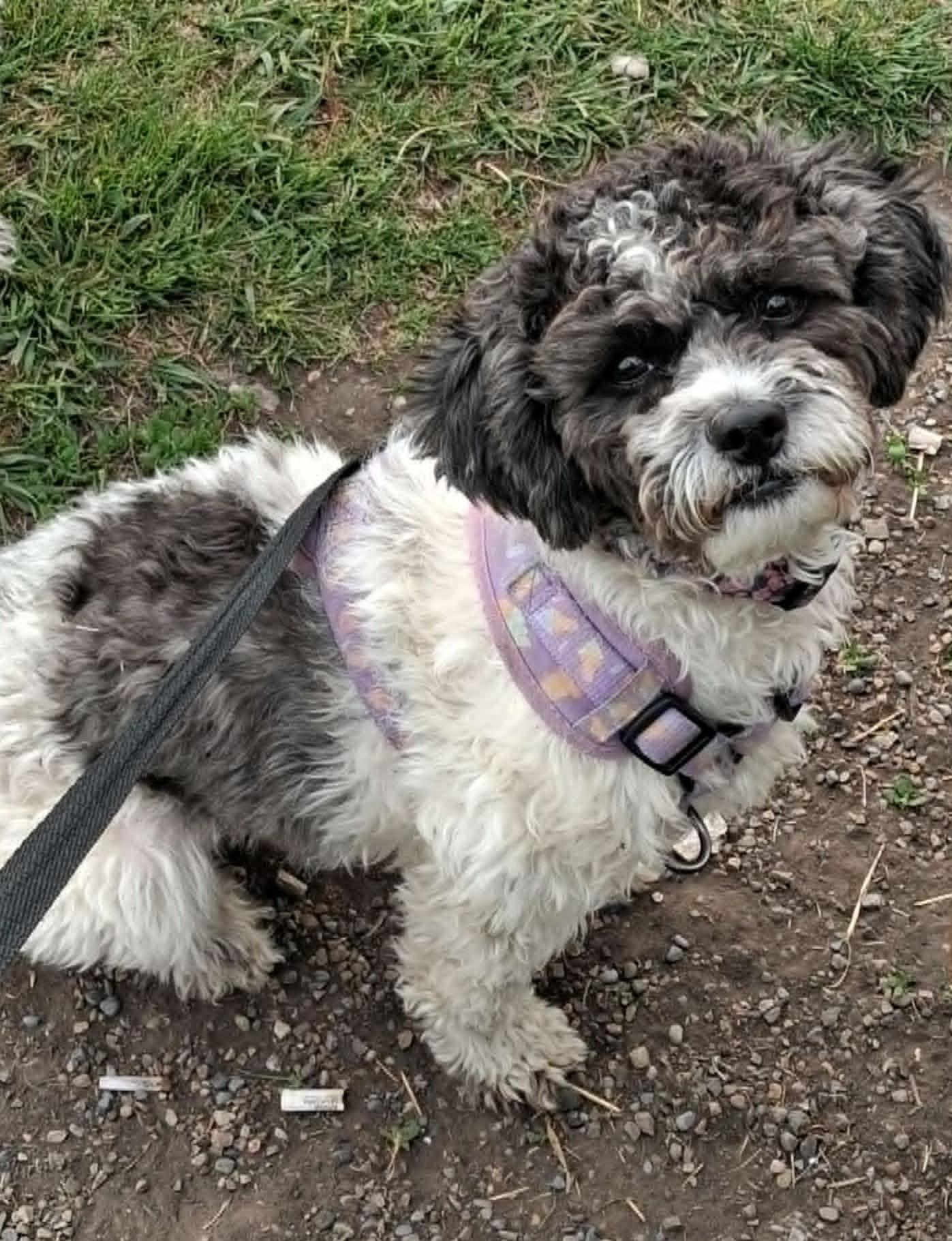 Enlarge Hanzel, a Adoptable mixed breed in Calgary, AB image 2/3