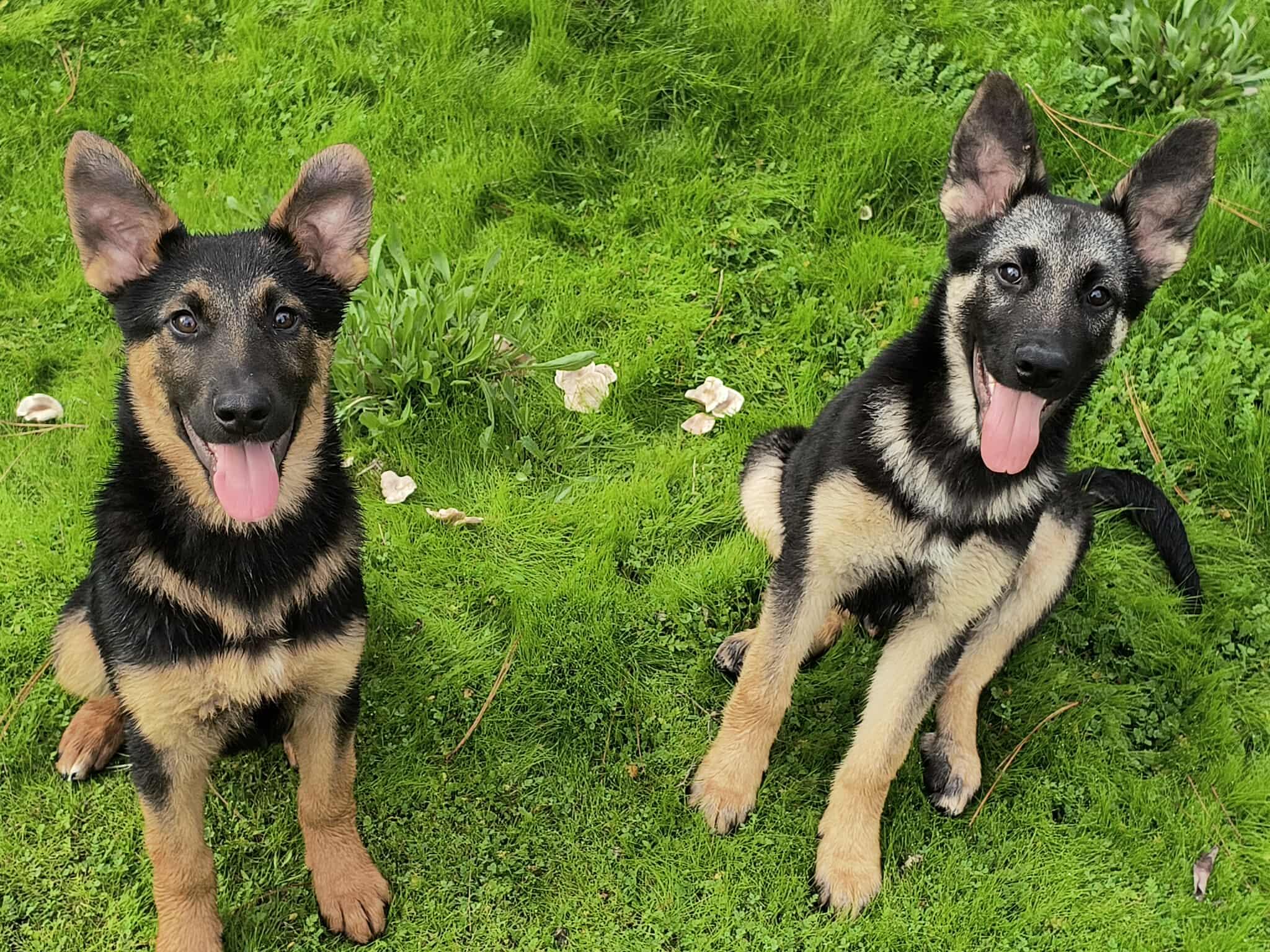 Smokey & Bandit, ADOPTABLE, Young Male German Shepherd Dog.