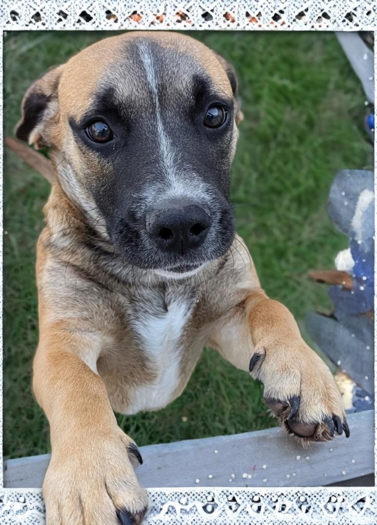 Hickory, a Adoptable mixed breed in Fort Myers, FL image 1/3