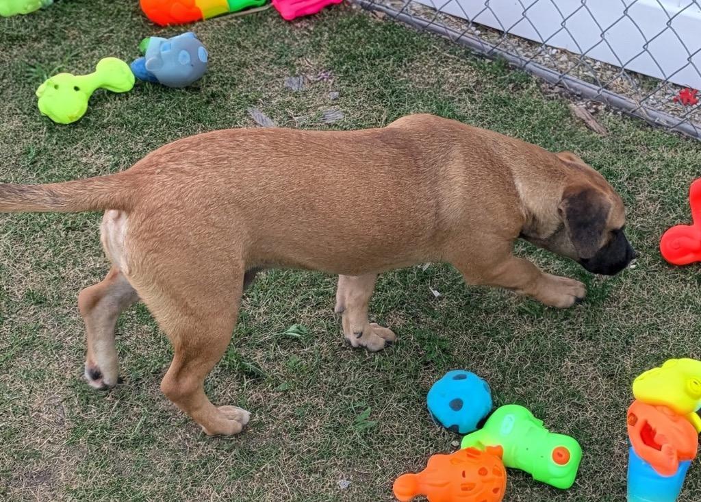 Enlarge Hickory-9 mo puppy!, a Adoptable mixed breed in Fort Myers, FL image 3/6