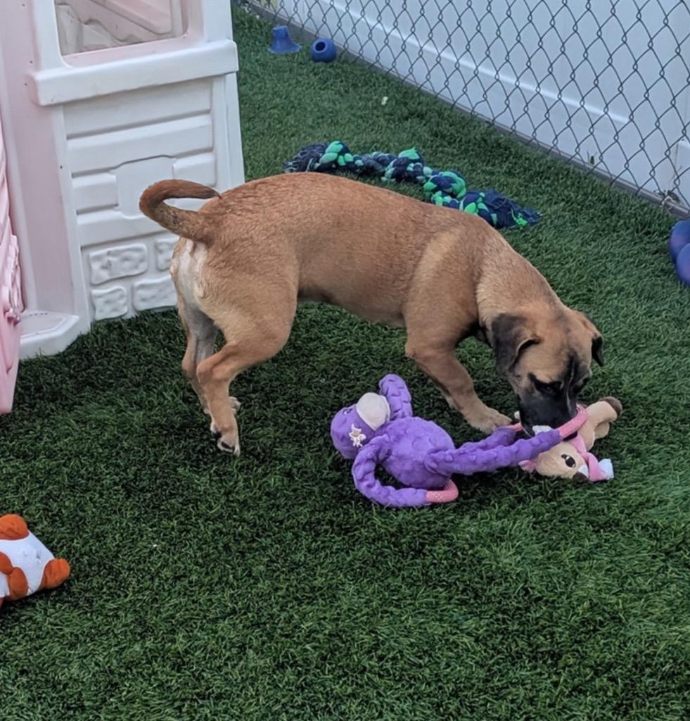 Hickory, a Adoptable mixed breed in Fort Myers, FL image 3/3