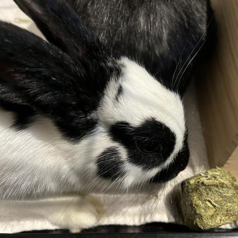 Enlarge Sage-Available from Foster, a Adoptable English Spot in South Burlington, VT image 2/5