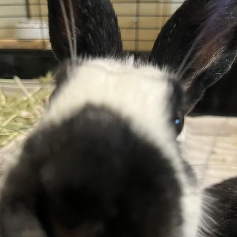 Enlarge Sage-Available from Foster, a Adoptable English Spot in South Burlington, VT image 3/5