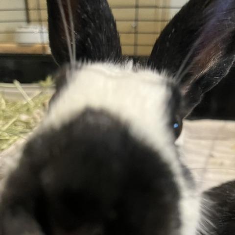 Enlarge Sage-Available from Foster, a Adoptable English Spot in South Burlington, VT image 4/5