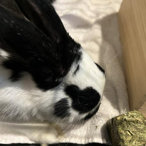Enlarge Sage-Available from Foster, a Adoptable English Spot in South Burlington, VT image 5/5