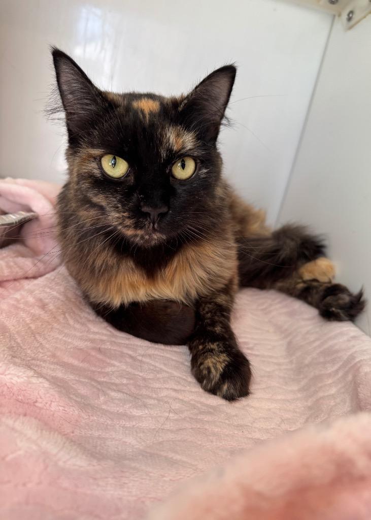Dove, Adoptable, Adult Female Domestic Medium Hair.