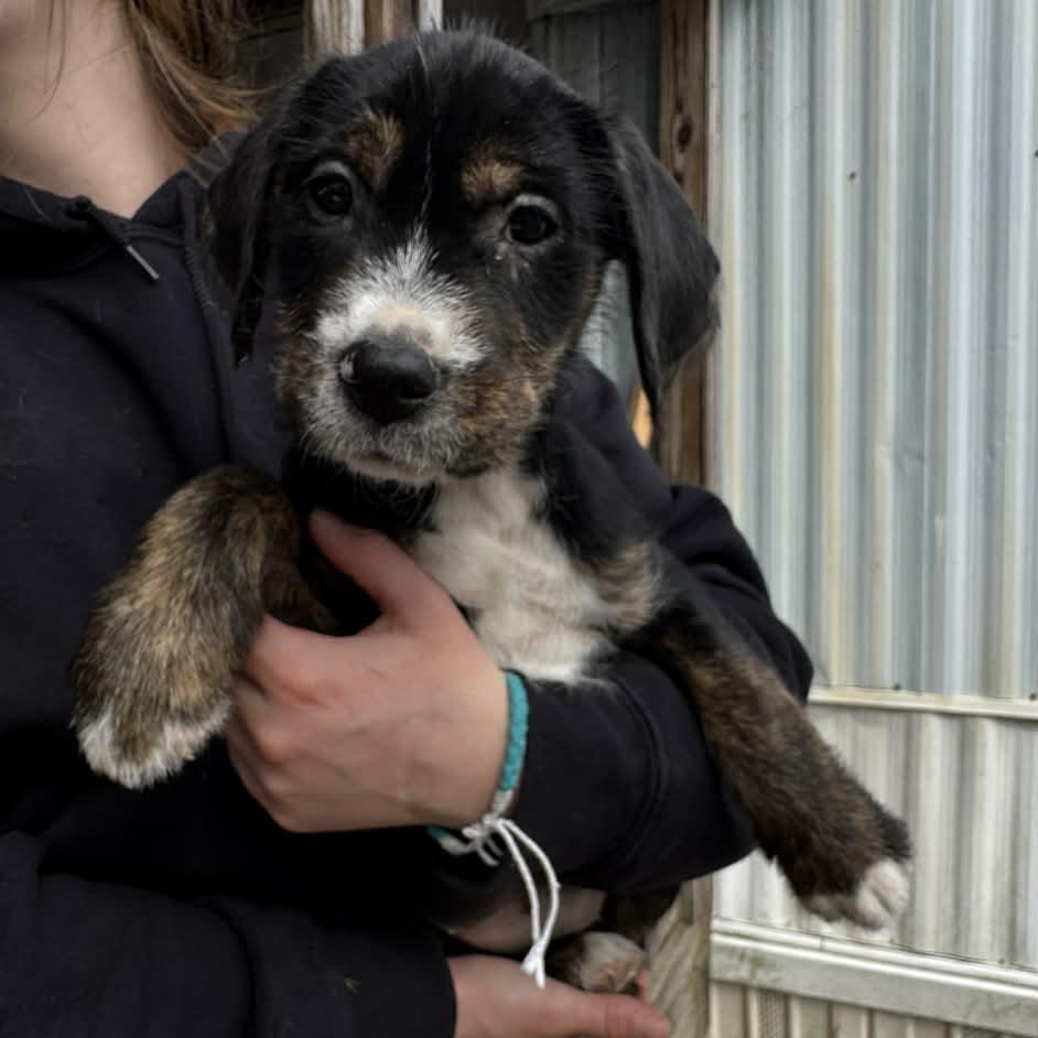 Enlarge Fancy, a ADOPTABLE mixed breed in Kalamazoo, MI image 1/1