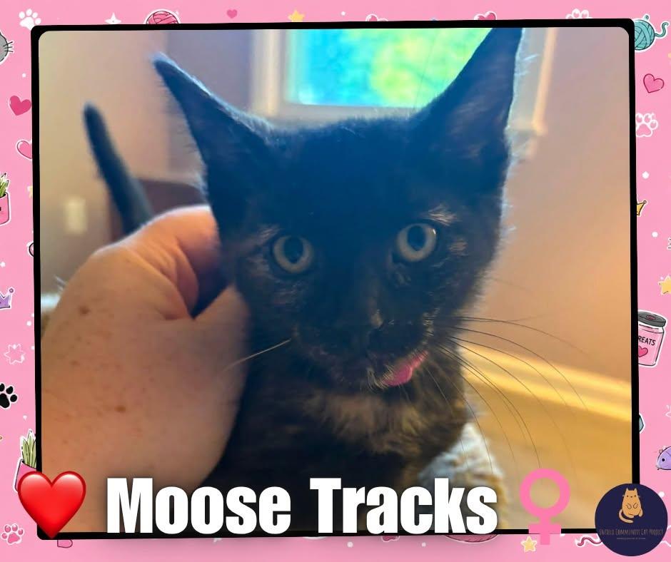 Enlarge Moose Tracks - Kitten, a Adopted Domestic Short Hair in Enfield, CT image 1/1