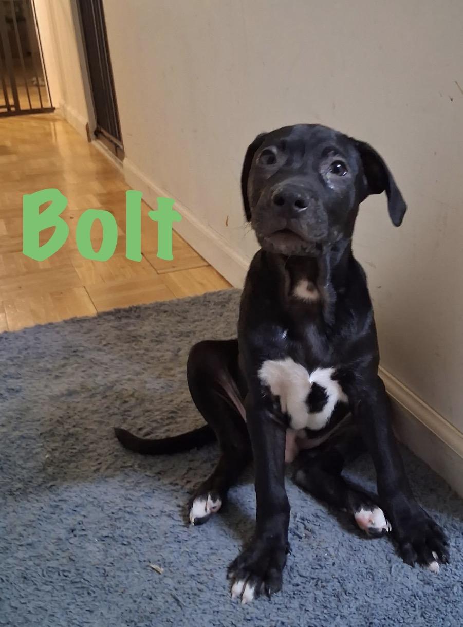 Bolt, a ADOPTABLE mixed breed in Walker, LA image 1/2