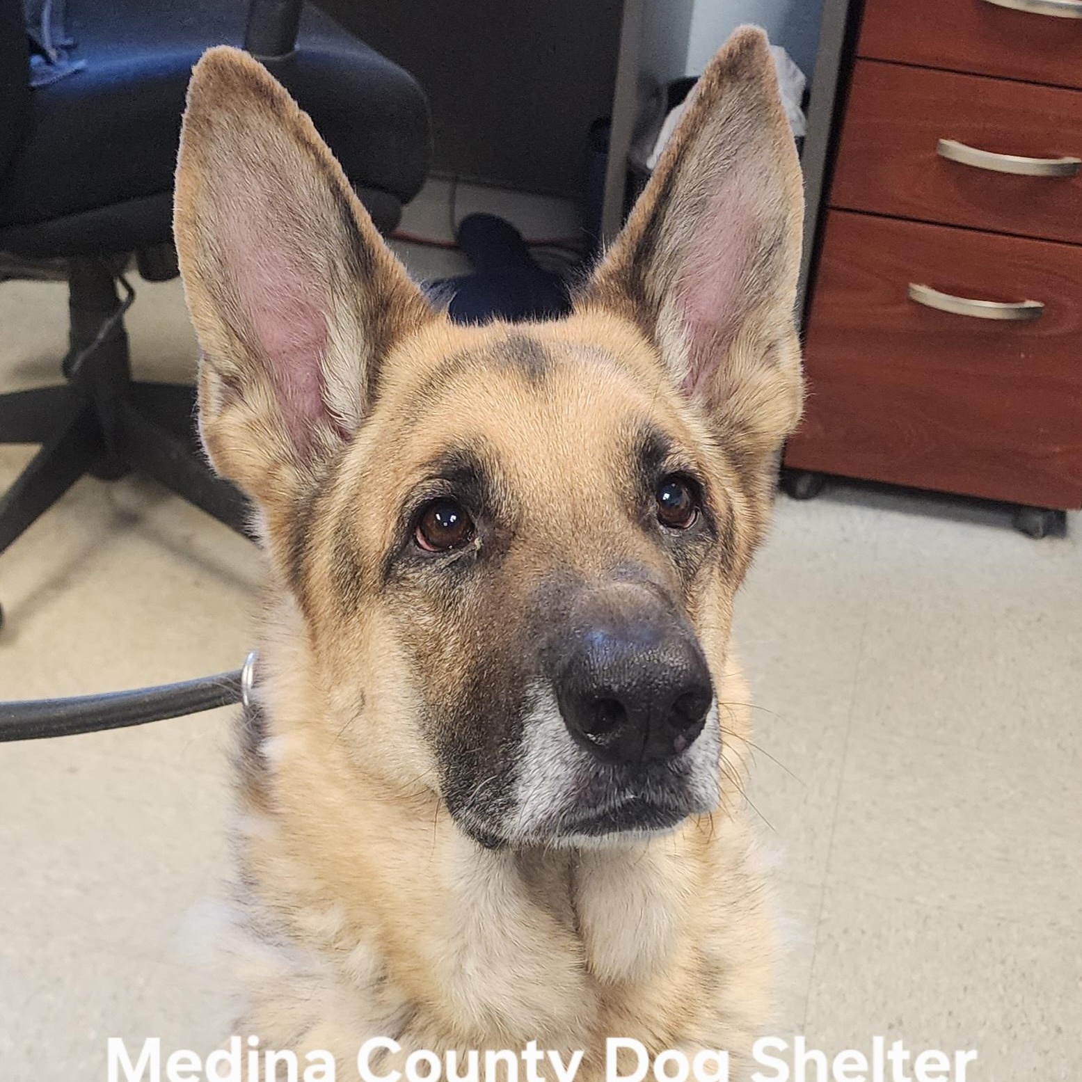 Jack Frost, ADOPTABLE, Adult Male German Shepherd Dog.