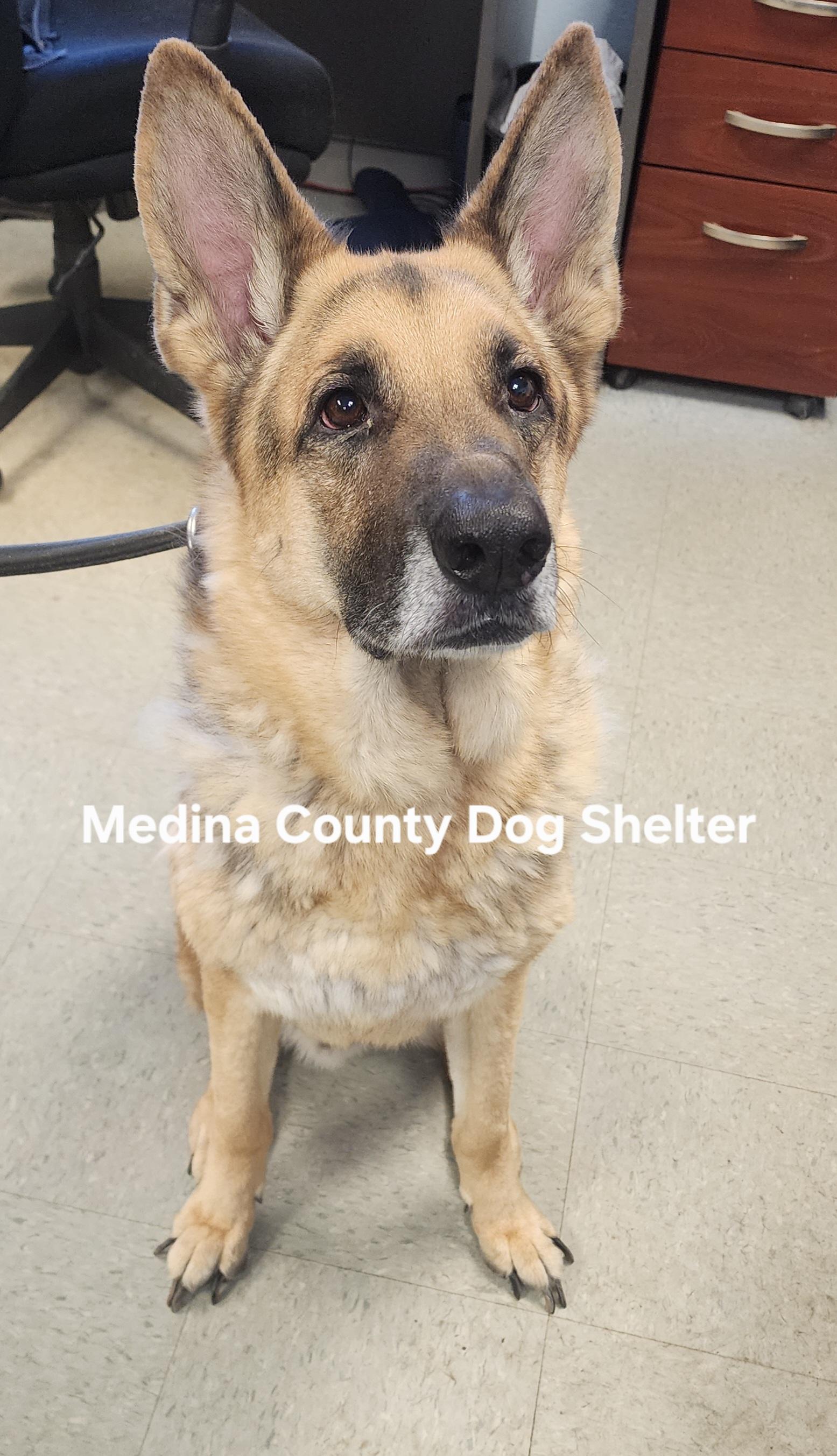 Jack Frost, ADOPTABLE, Adult Male German Shepherd Dog.