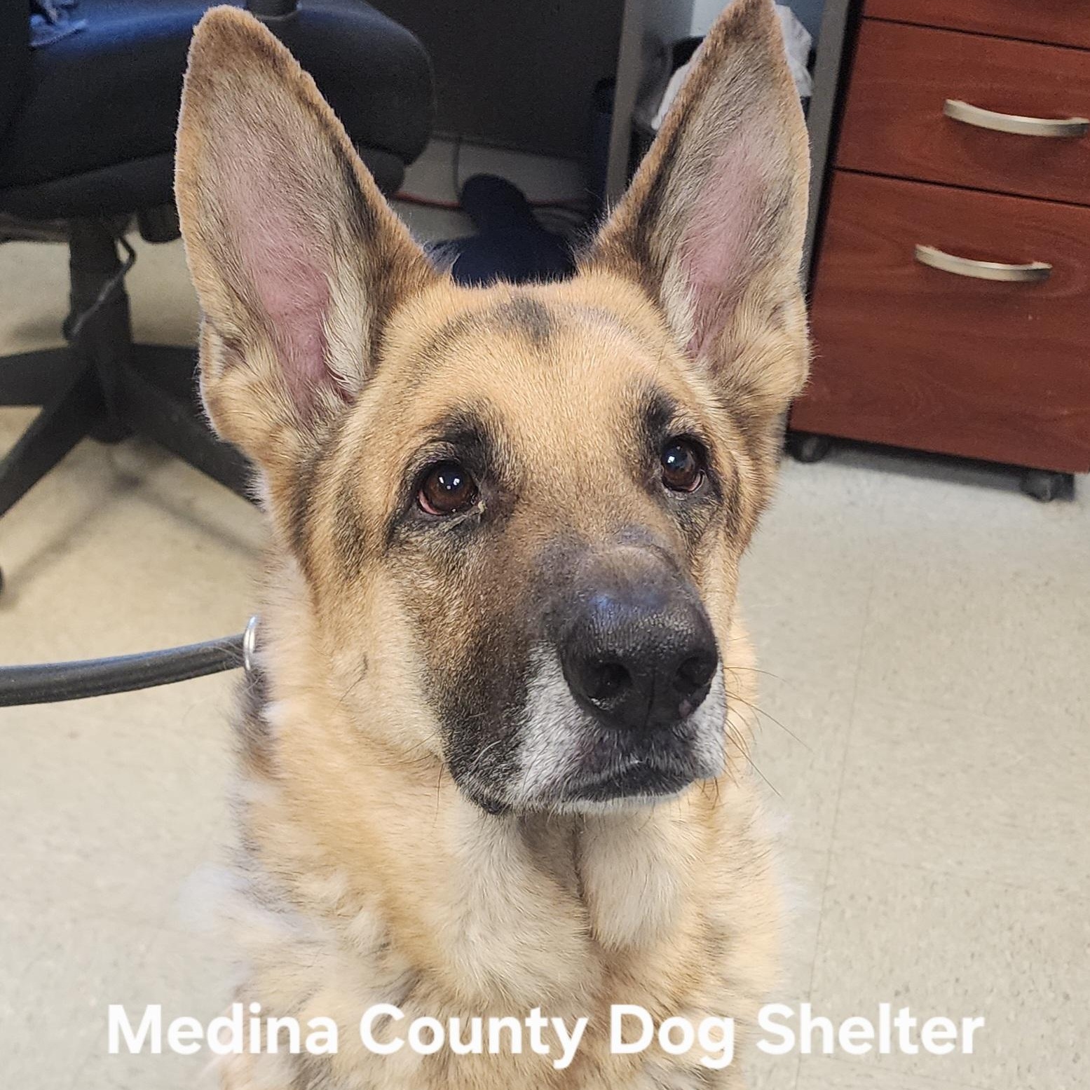 Enlarge Jack Frost, a ADOPTABLE German Shepherd Dog in Medina, OH image 2/4