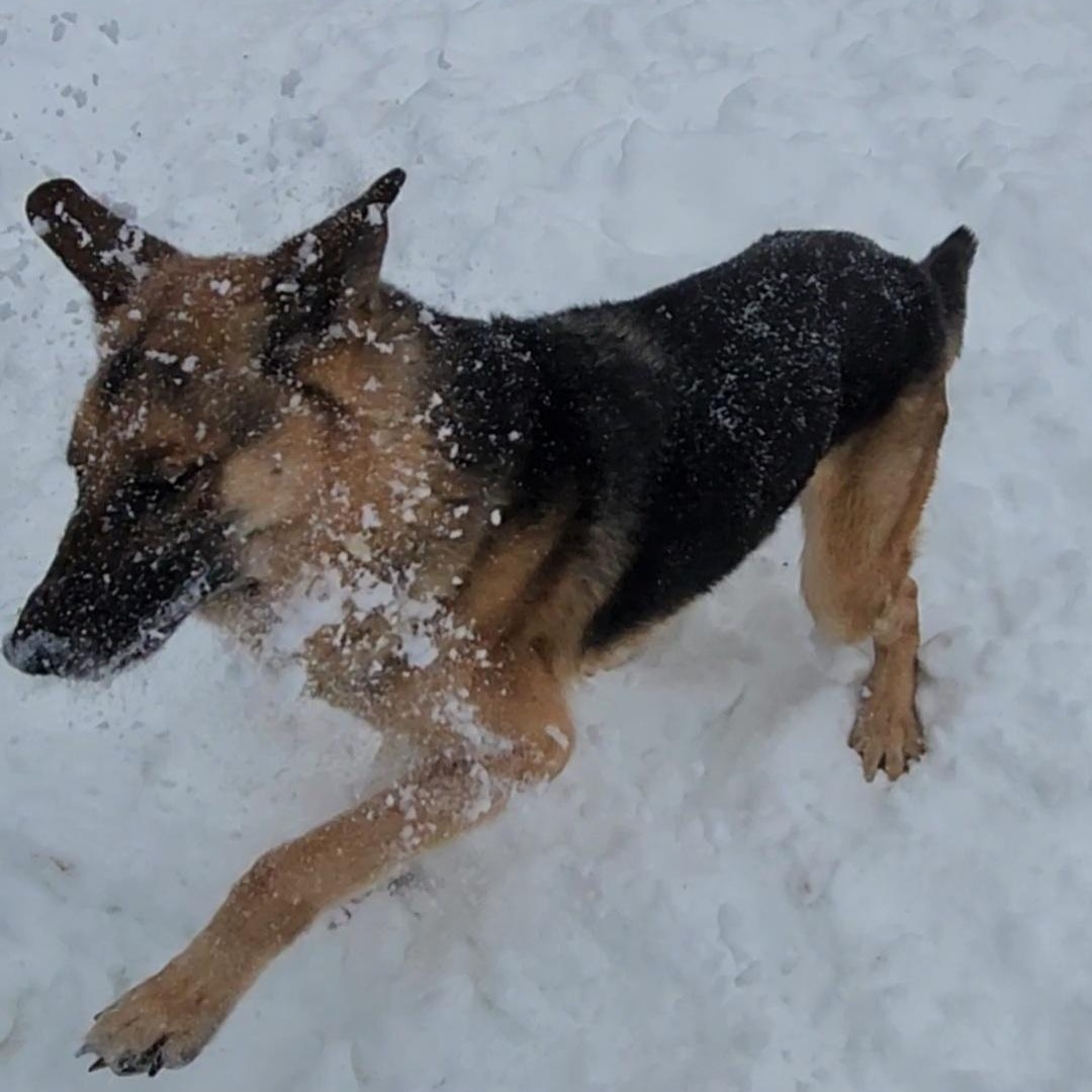 Jack Frost, ADOPTABLE, Adult Male German Shepherd Dog.