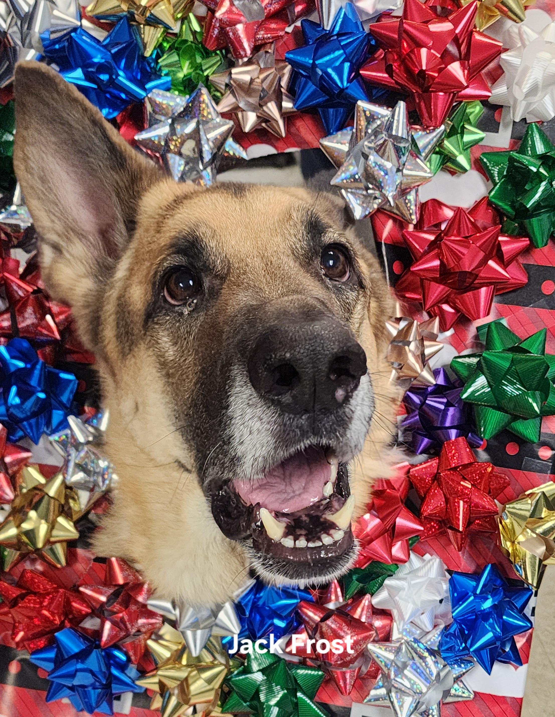Jack Frost, a ADOPTABLE German Shepherd Dog image 2/2