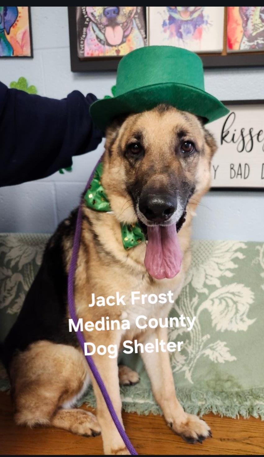 Jack Frost, ADOPTABLE, Adult Male German Shepherd Dog.